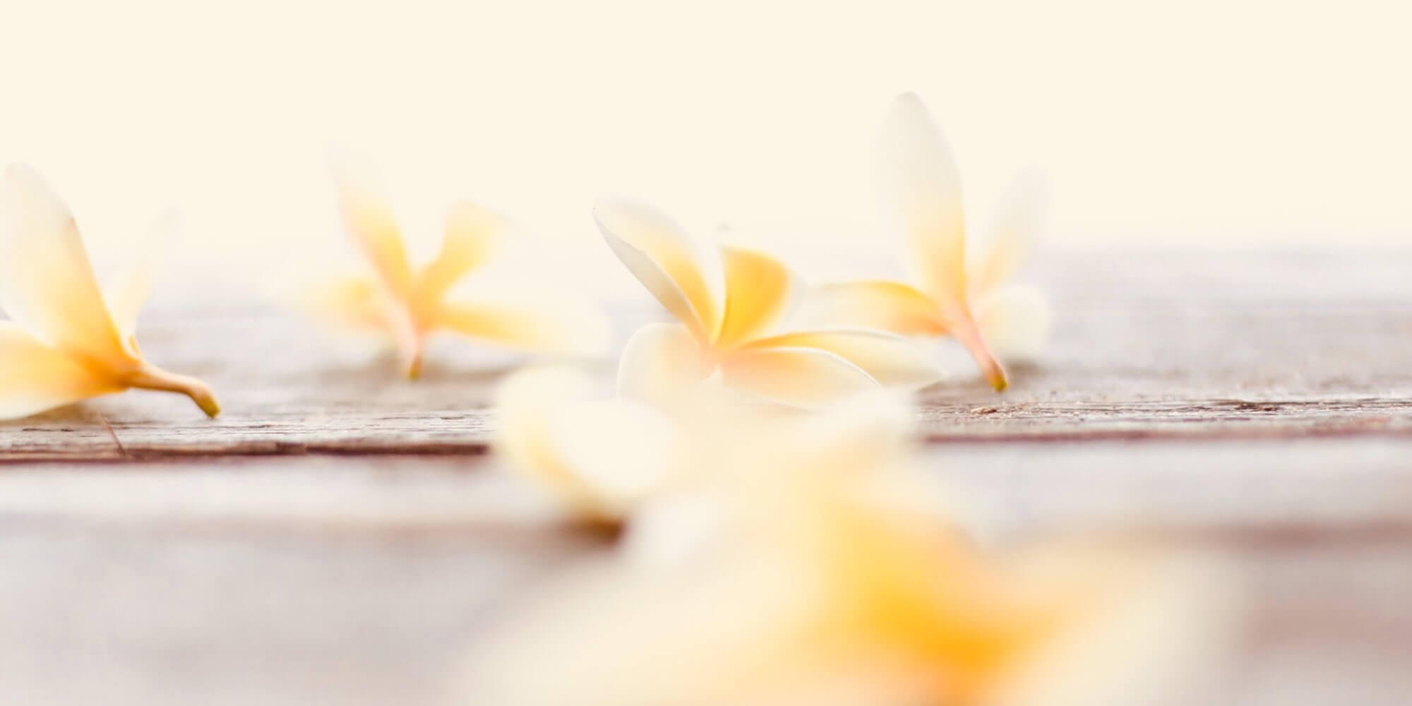 vanilla blossoms